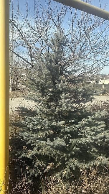 Саженцы деревьев: Ели