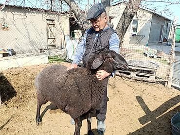 корм животным: Продаю | Овца (самка) | Для разведения — 1