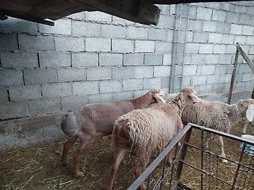 дакен петух: Продаю | Баран (самец) | Арашан | Для разведения | Племенные — 2