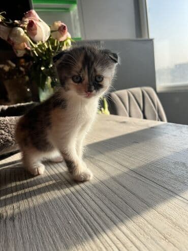 цена померанского шпица: Продает 3 котенка за 5000 сом По отдельности 2000 Мама Шотландская — 3