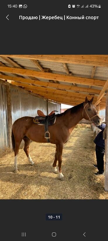 Жылкылар, аттар: Сатам | Байтал | Ат спорту — 3