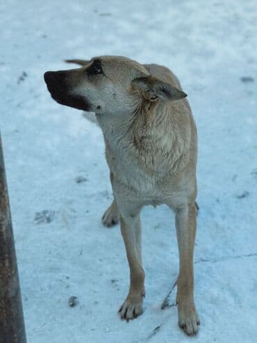 приют чихуахуа спб: Собака даром: Дворняжка, 1 год, Самец, С прививкой — 30
