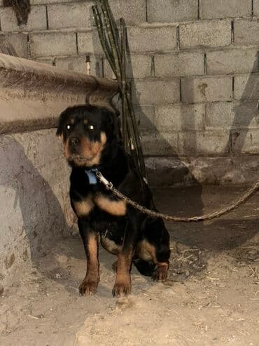 лайка собаки: Ротвейлер самка 9месяцев — 2
