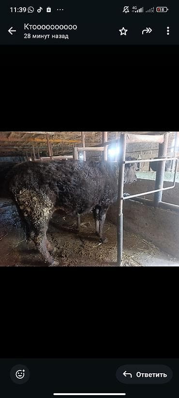 Коровы, быки: Продаю | Тёлка | На откорм | Привязанные — 8