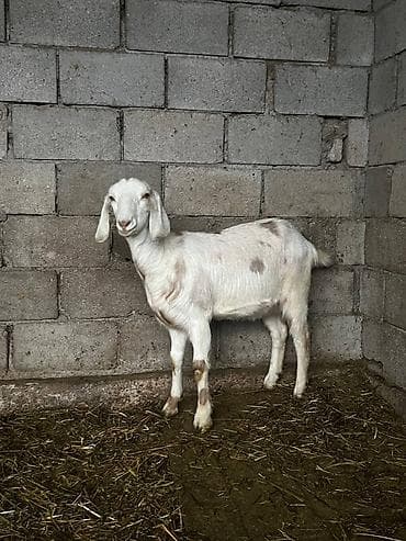 улак: Сатам | Улак | Нубий, Битал | Көбөйтүү үчүн — 1