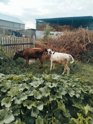 собака бульдок: Продаю | Музоо, торпок — 1