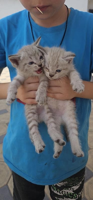 Отдам даром кошку: ОТДАЕМ ДВУХ КОТЯТ В ДОБРЫЕ И ХОРОШИЕ РУКИ!!! Котята серебристо-табби с — 1