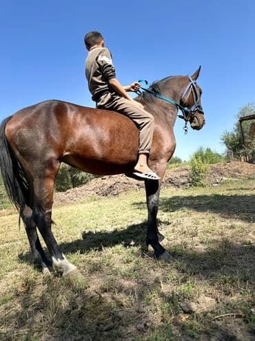 купить рабочую охотничью собаку: Продаю | Кобыла (самка) | Конный спорт, Для разведения — 4