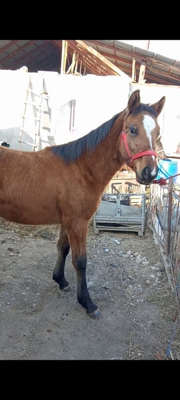животные в добрые руки: Продаю | Жеребенок | Для разведения — 1