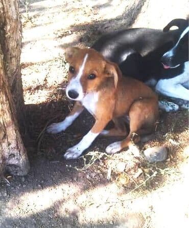 Веселый, милый и игривый щеночек (девочка) станет отличным другом!