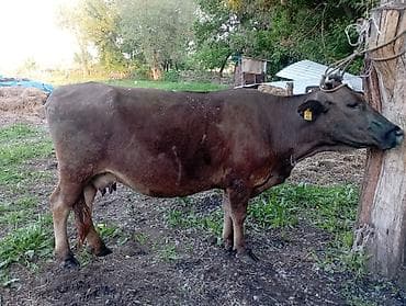 продам корову: Продаю | Корова (самка) | Для молока | Привязанные — 4