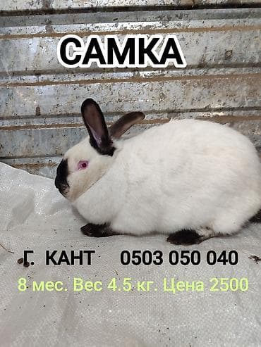 вислаухие котята: Продаю | Крольчиха (самка) — 2