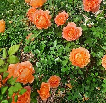 махровый: Саженцы — 3