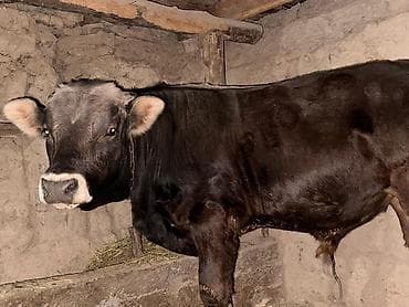 Продаю | Бык (самец) | На откорм | Привязанные