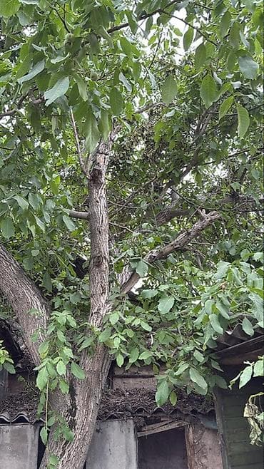 грецкие: Ореховое дерево (грецкий орех) для заготовки древесины и/или сбора — 2