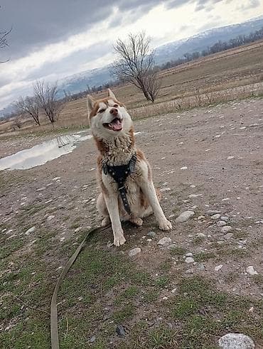 ежик живой: Сибирский хаски, кобель, рыже-белый окрас с яркой маской. Плотный — 3