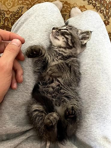 котята фолд: Добрый день всем) отдам милых котят в добрые руки. Все здоровы — 8