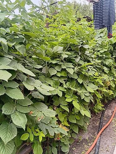 томат айлана цена бишкек: Саженцы малины (ремонтантные кусты) - Мощные кусты с густой листвой и — 3