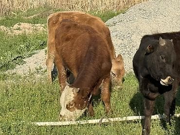 pro plan: Продаю | Музоо, торпок | На откорм — 1