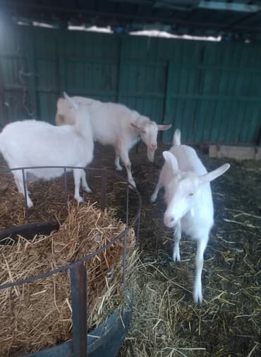 Продаю | Коза (самка), Козёл (самец), Козлёнок | Зааненская | Для разведения, Для молока | Племенные, Котные, Осеменитель