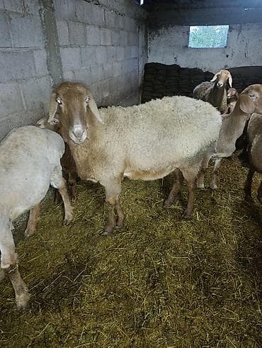 рыба маринка: Продаю | Овца (самка) | Арашан | Для разведения | Матка — 3