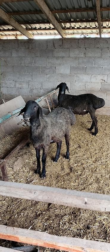 одежда для животных: Продаю | Овца (самка) | Для разведения — 2