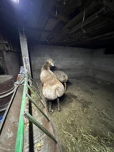 порода комару: Продаю | Баран (самец) | Для разведения | Племенные — 7