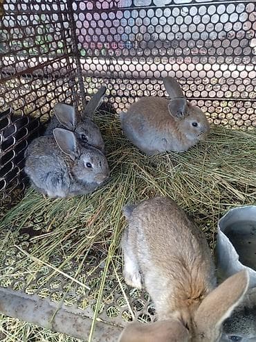 грызуны домашние: Продаю | Крольчата | Для разведения — 1