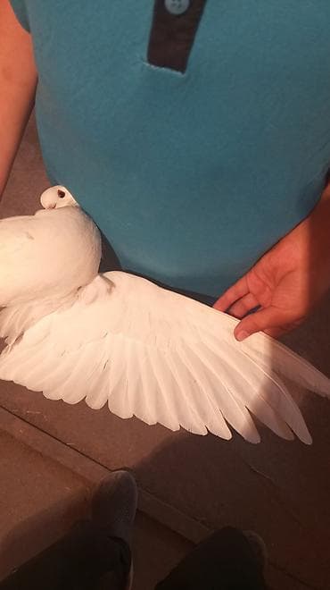 фазан сколько стоит: Голубь декоративный, окрас белый с контрастными тёмными маховыми — 4