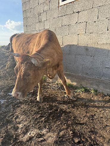 ушные бирки: Продаю | Корова (самка) | Для разведения | Стельные — 1