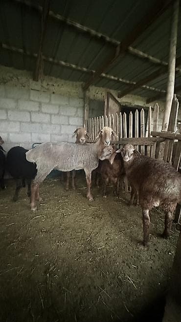 боос кой: Продаю | Овца (самка) | Эдильбаевская | На забой | Матка — 7