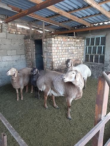 барана стрижки: Продаю | Баран (самец) — 1