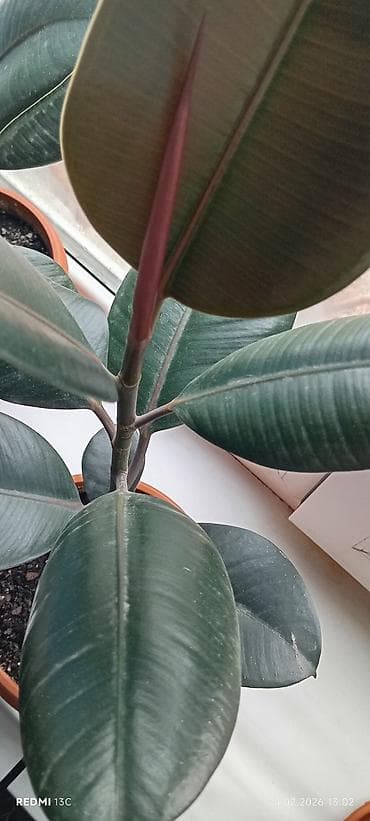 Фикус эластика (Ficus elastica, «Каучуковое дерево») в горшке. -