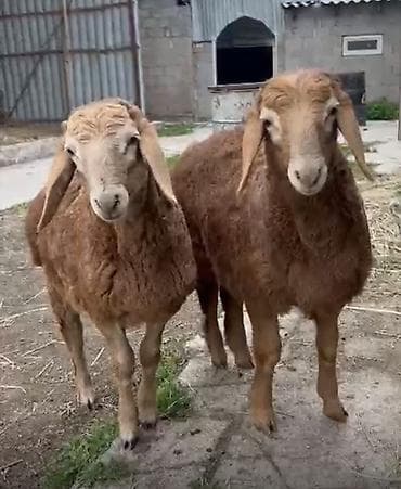 черная брама: Продаю | Овца (самка) | Для разведения — 1