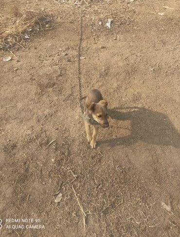 сколько стоит щенок курцхаара: Дворняжка, 3 месяца, Самка, С прививкой — 1