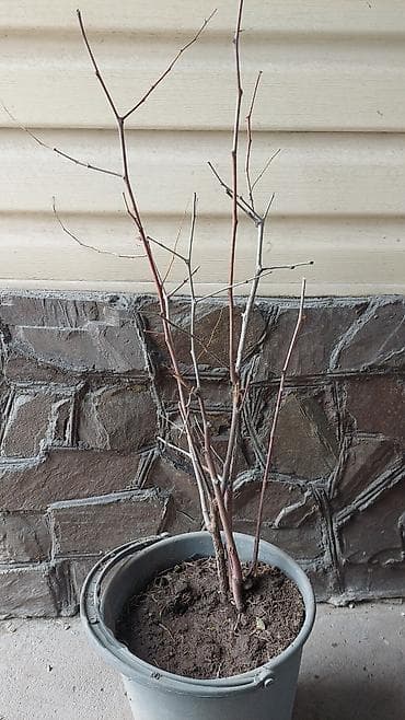 оптом курма: Продаю саженцы китайского финика — 1