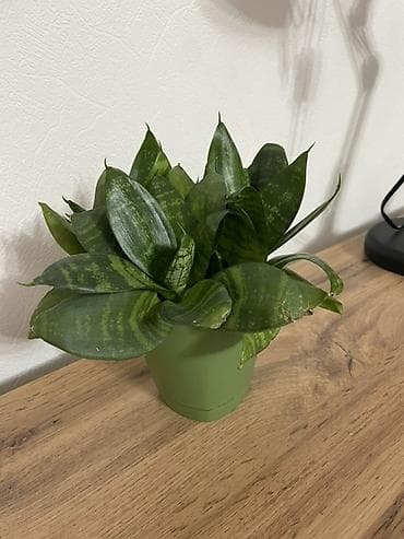 туп: Сансевиерия «Hahnii» - Компактный розеточный сорт с широкими зелёными — 3