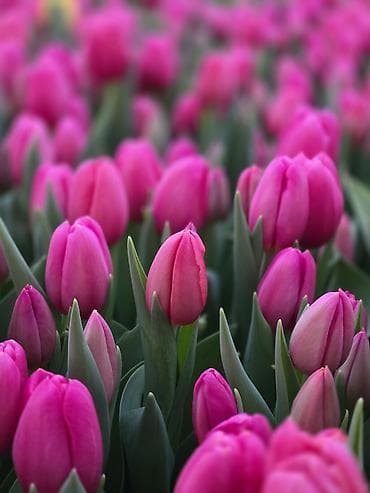 семена тюльпанов оптом: Тюльпаны оптом от производителя. Местная теплица, без посредников — 6