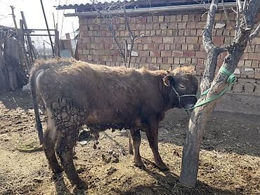 док собака: Продаю | Корова (самка), Бык (самец), Музоо, торпок | Алатауская | На откорм, На забой, Для разведения — 5