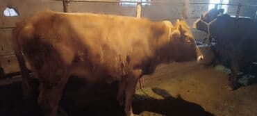 уста керек нан: Сатам | Уй (ургаачы) | Союуга — 10