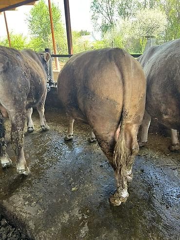 говяжьи ноги: Продаю | Бык (самец) | Аулиекольская | На откорм, На забой, Для разведения | Привязанные — 4