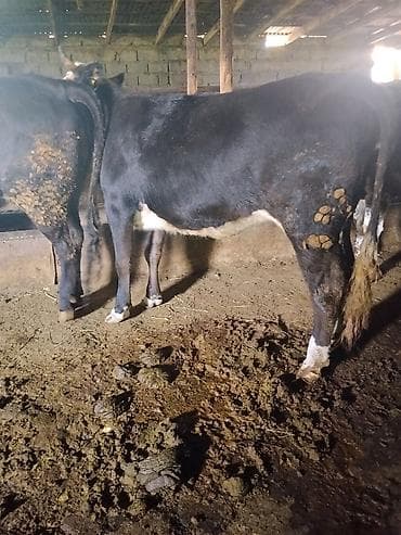 карова галштин: Продаю | Корова (самка) | На забой — 9