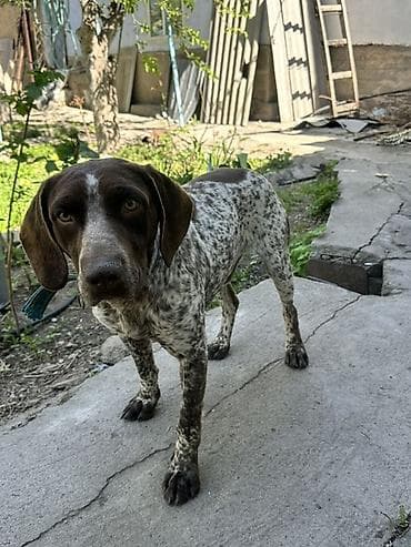 щенки ягдтерьер: Курцхаар, 8 месяцев, Самец — 1