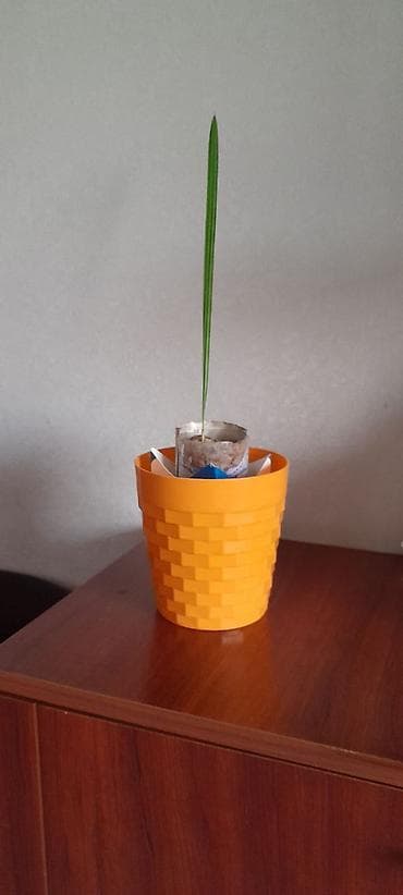 Продукты питания: Комнатное растение — рассадa пальмы (возможна финиковая/хамедорея) — 4