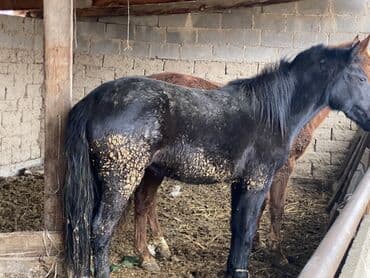 бодоно птица на русском: Продаю | Кобыла (самка) | Полукровка | На забой | Племенные — 5