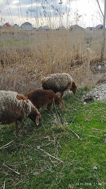 кормушки для птиц: Продаю | Овца (самка) | Для разведения | Матка — 2