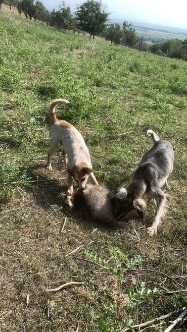 Грызуны: Собака охотничьего типа (строение и формат борзой). На фото — — 3