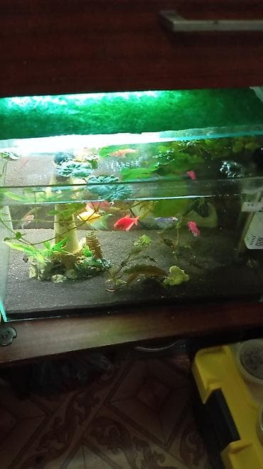 сушилка для рыбы: Продам аквариум на 30 литров со всем содержимым: Фильтр, тена, крышка — 2