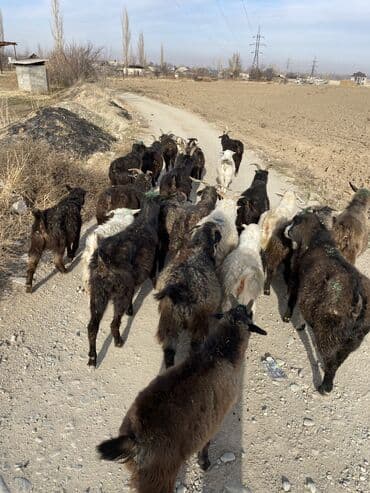 дойних коров: Продаю | Козёл (самец), Козлёнок — 1