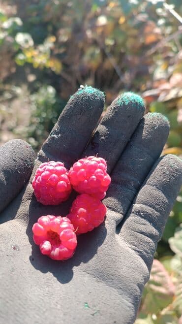 malina.kg продажа малины оптом в бишкеке новопокровка фото: Саженцы местный сорт малины. Сорт очень хороший. Кому надо ОТДАМ — 1